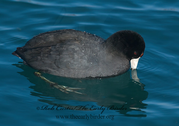 Fulica americana  AMERICAN COOT 7014243z