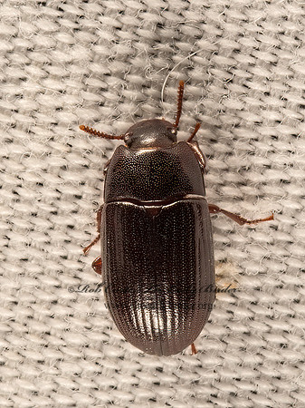 Alphitobius diaperinus  LESSER MEALWORM 9051263z