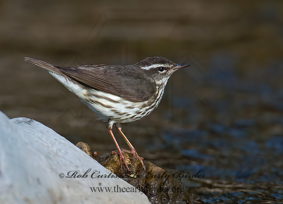 Parkesia motacilla  LOUISIANA WATERTHRUSH 9010923z