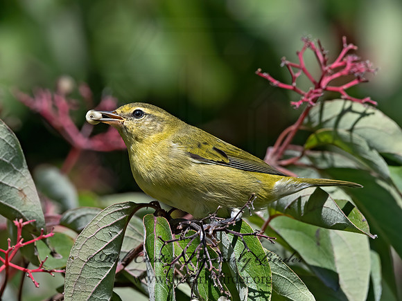 Leiothlypis peregrina  TENNESSEE WARBLER 3041910z