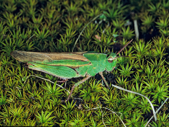 Chortophaga viridifasciata NORTHERN GREEN-STRIPED GRASSHOPPER  178027z