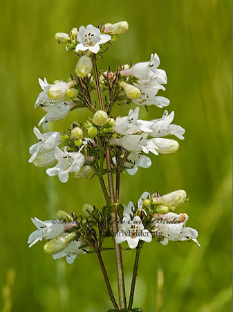 Penstemon digitalis  FOXGLOVE PENSTEMON 5008573z