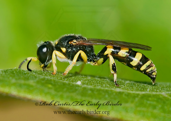 Crabro cingulatus 3008963z