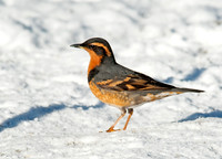 Ixoreus naevius VARIED THRUSH 8029889z
