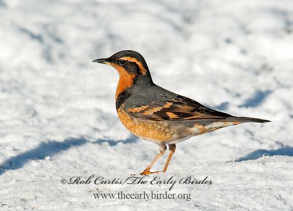 Ixoreus naevius  VARIED THRUSH 8029889z