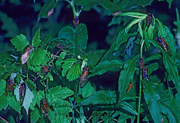 Magicicada septendecim  17-YEAR CICADA 41121z