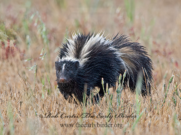 Mephistis mephistis  STRIPED SKUNK 9059071z