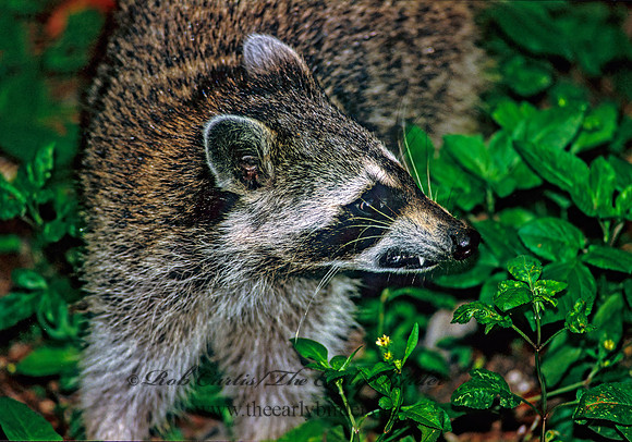 Procyon lotor  RACCOON 249732 z