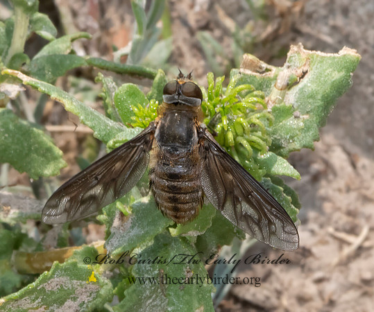 Poecilanthrax  BEE FLY 3023577z