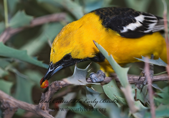 Icterus cucullatus  HOODED ORIOLE 6025497z