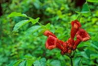 Campsis radicans  TRUMPET FLOWER  173725z