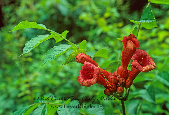 Campsis radicans  TRUMPET FLOWER  173725z