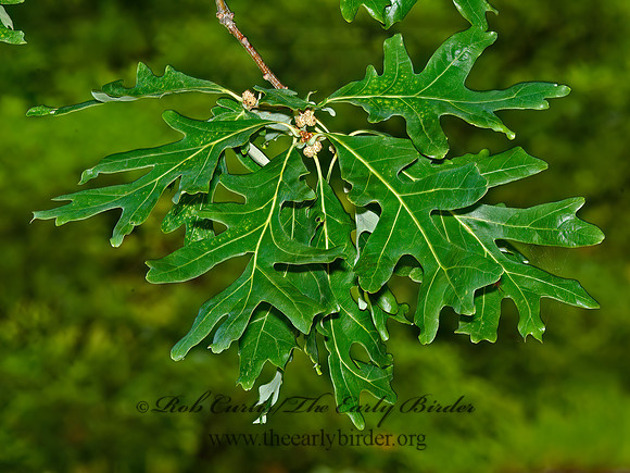 Quercus alba  WHITE OAK 5009115z