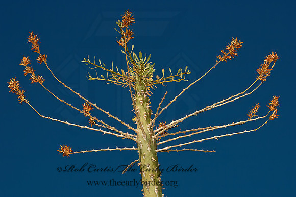 Fourquieria splendens  OCOTILLO 5005433z