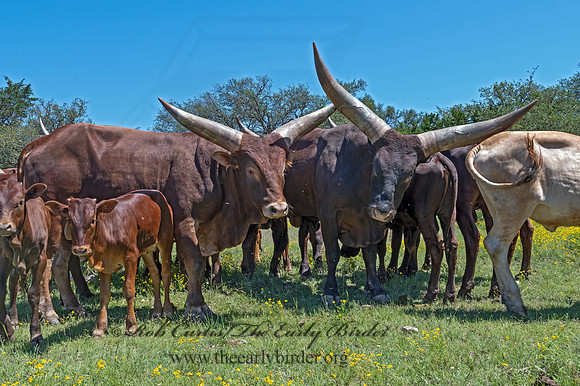 Bos taurus  TEXAS LONGHORN CATTLE 3036212z