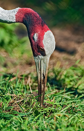 Antigone antigone  SARUS CRANE 5016401z