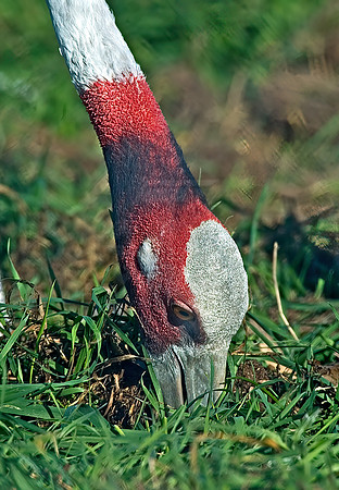 Antigone antigone  SARUS CRANE 5016396z