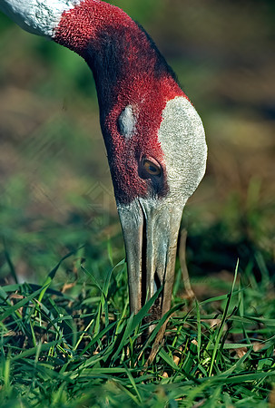 Antigone antigone  SARUS CRANE 5016399z