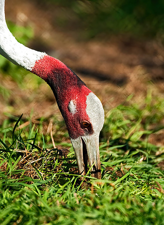 Antigone antigone  SARUS CRANE 5016402z