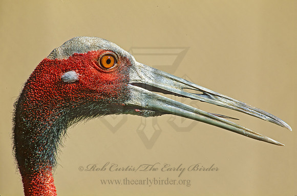Antigone antigone  SARUS CRANE 182305z