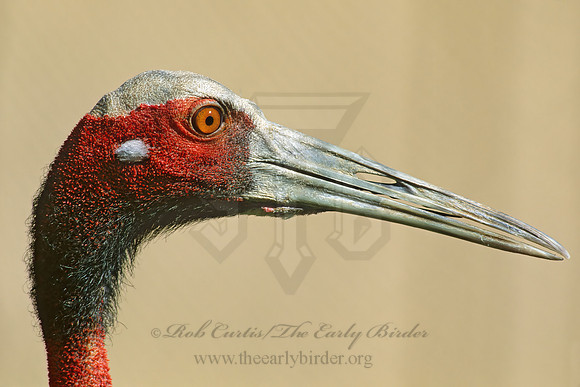 Antigone antigone  SARUS CRANE 182303z