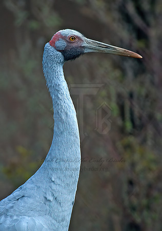 Antigone rubicunda  BROLGA 5016208z