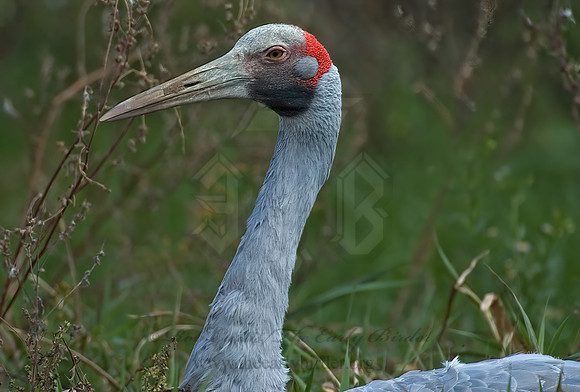 Antigone rubicunda  BROLGA 5016199z