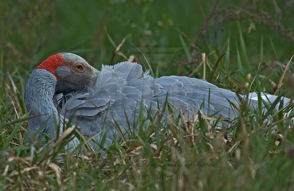 Antigone rubicunda  BROLGA 5016201z