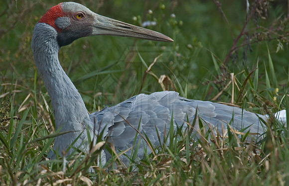 Antigone rubicunda  BROLGA 5016203z