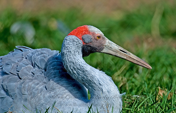 Antigone rubicunda  BROLGA 6017594z