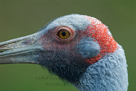 Antigone rubicunda  BROLGA 7017064z