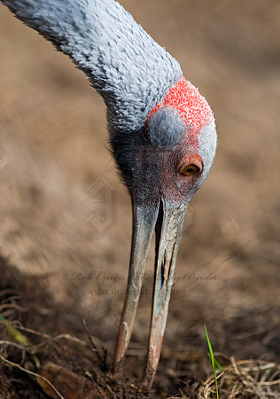 Antigone rubicunda  BROLGA 8018799z