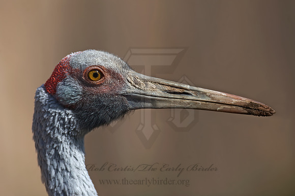 Antigone rubicunda  BROLGA 8018800z