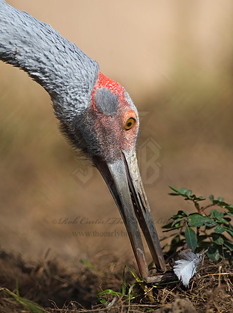 Antigone rubicunda  BROLGA 8018805z
