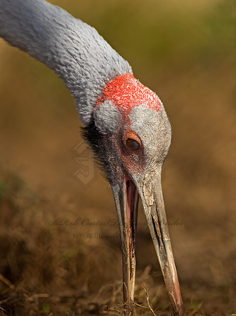 Antigone rubicunda  BROLGA 8018807z