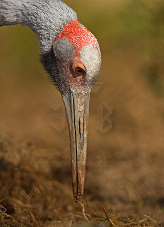 Antigone rubicunda  BROLGA 8018808z