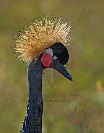 Balearica pavoinina  BLACK-CROWNED CRANE 8018993z