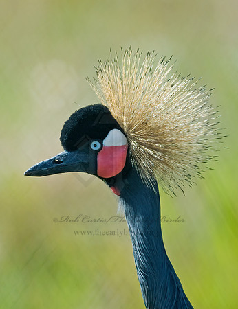 Balearica pavoinina  BLACK-CROWNED CRANE 7017122z