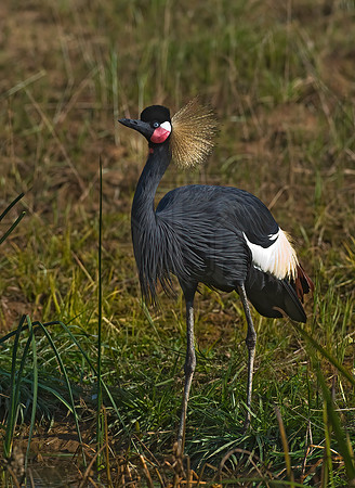 Balearica pavoinina  BLACK-CROWNED CRANE 8018997z