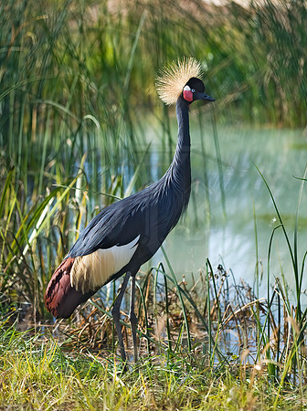 Balearica pavoinina  BLACK-CROWNED CRANE 8018964z