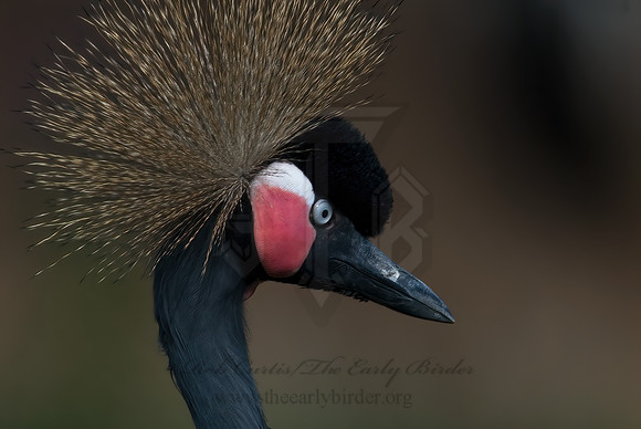 Balearica pavoinina  BLACK-CROWNED CRANE 6017595z