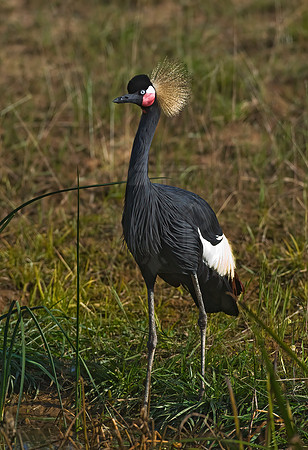 Balearica pavoinina  BLACK-CROWNED CRANE 8019000z