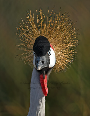 Balearica regularum  GRAY-CROWNED CRANE 7017137z