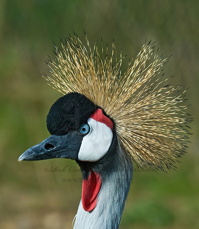 Balearica regularum  GRAY-CROWNED CRANE 7017061z