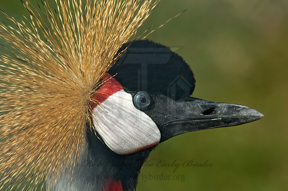 Balearica regularum  GRAY-CROWNED CRANE 5016181z