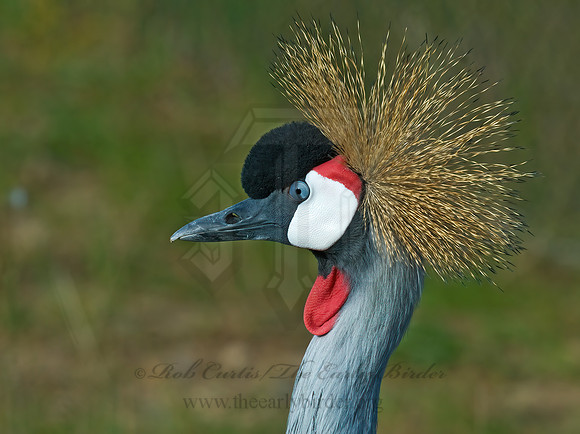 Balearica regularum  GRAY-CROWNED CRANE 7017059z