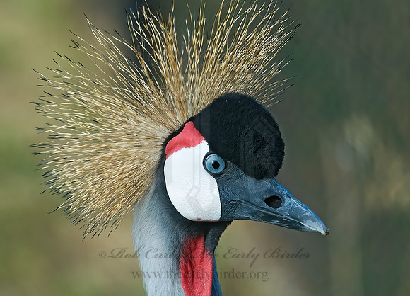 Balearica regularum  GRAY-CROWNED CRANE 7017063z