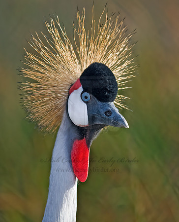 Balearica regularum  GRAY-CROWNED CRANE 7017138z