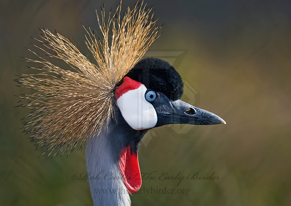 Balearica regularum  GRAY-CROWNED CRANE 7017139z