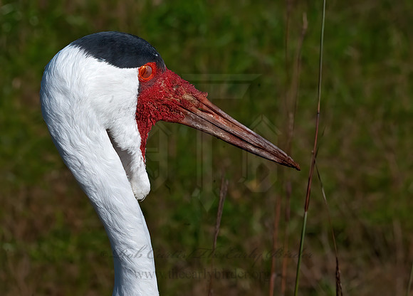 Grus carunculata  WATTLED CRANE 8018945z